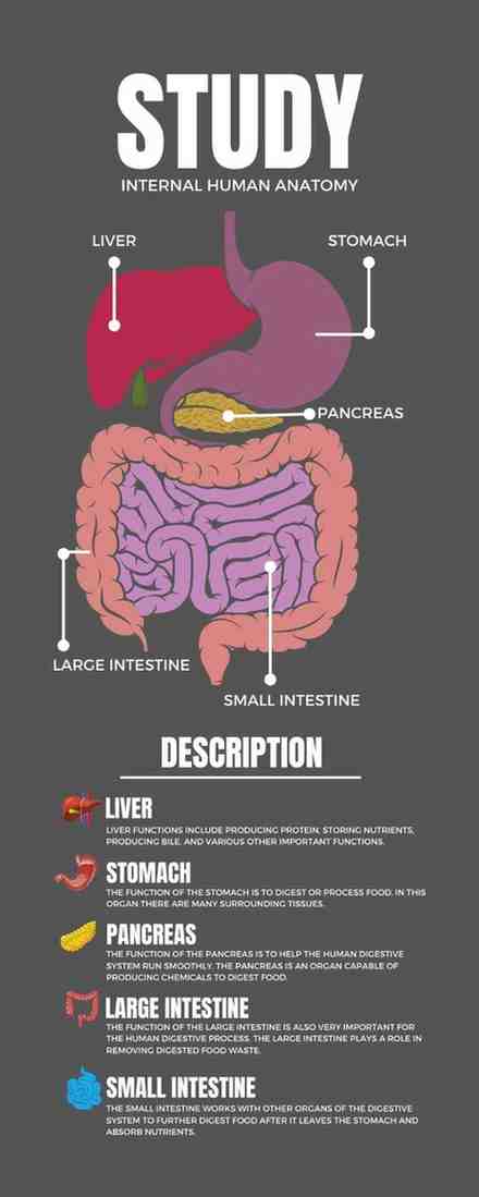 how is small intestine designed to absorb digested food